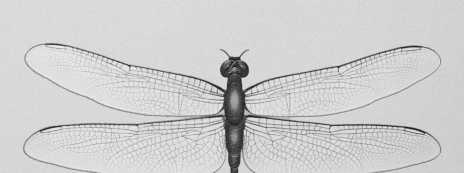 Изображение Andrea Rossi Cavoli 54426-1